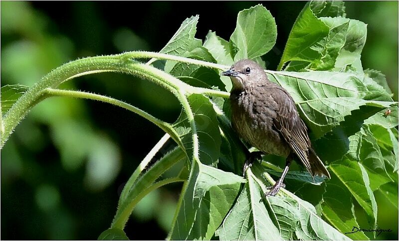Common Starling