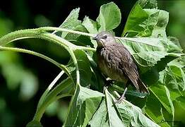 Common Starling