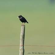 Spotless Starling