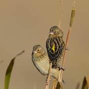 Yellow Bishop