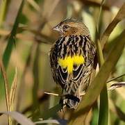 Yellow Bishop