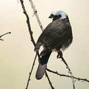 Northern White-crowned Shrike