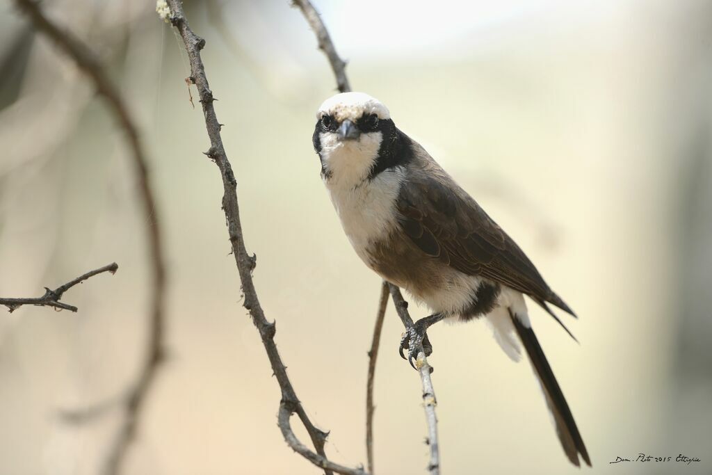 Northern White-crowned Shrike