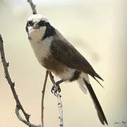 Northern White-crowned Shrike