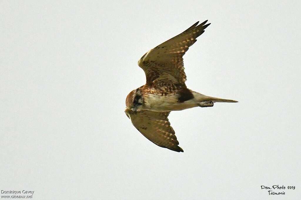 Brown Falconadult, Flight