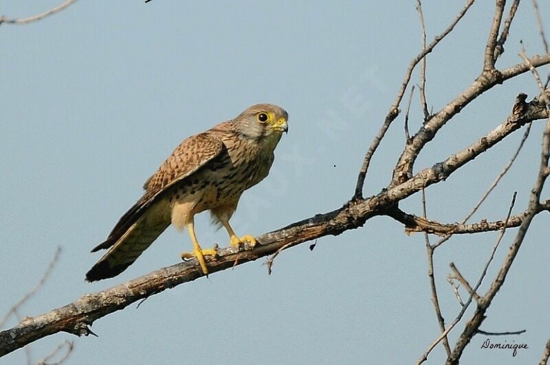 Common Kestrel