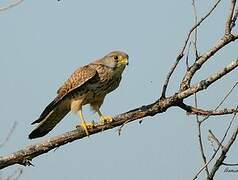 Common Kestrel