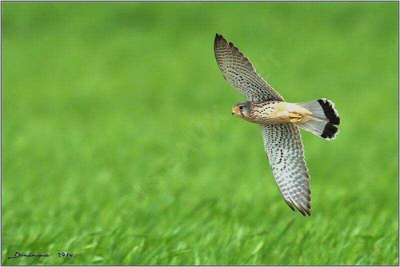 Common Kestrel