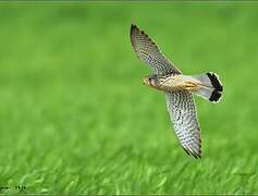 Common Kestrel