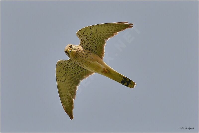 Common Kestrel, Flight
