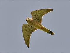 Common Kestrel