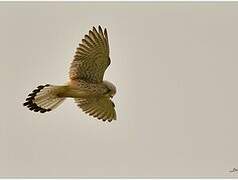 Common Kestrel