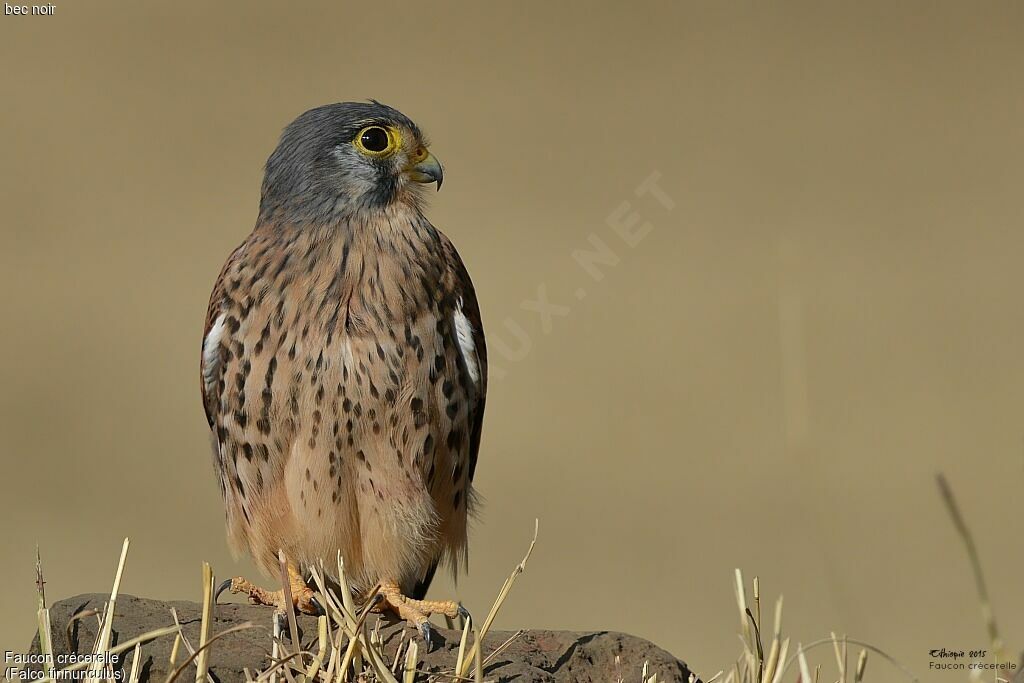 Common Kestrel