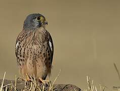 Common Kestrel