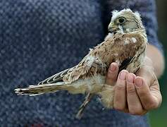 Lesser Kestrel