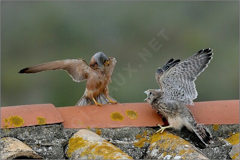 Lesser Kestrel