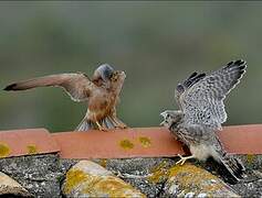 Lesser Kestrel