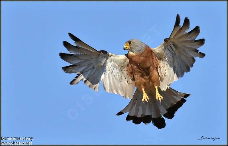 Lesser Kestrel male adult, Flight, Behaviour