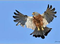 Lesser Kestrel