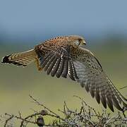 Lesser Kestrel