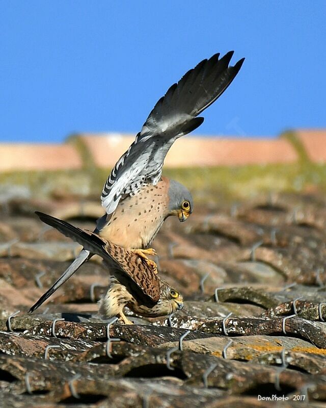 Lesser Kestrel