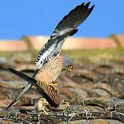 Lesser Kestrel