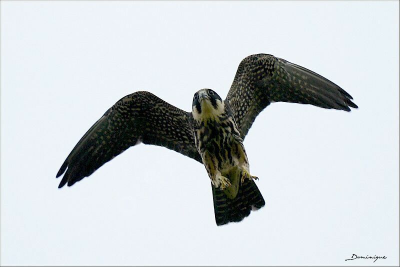 Eurasian Hobby