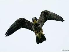 Eurasian Hobby