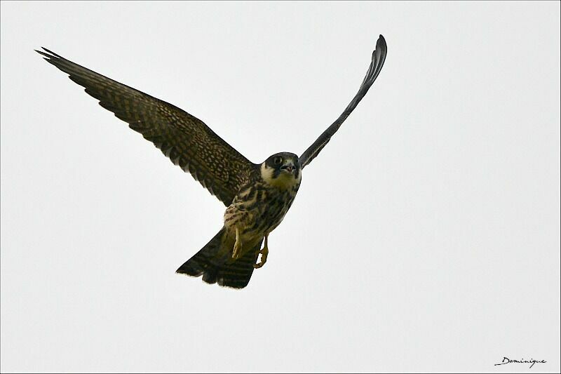 Eurasian Hobby