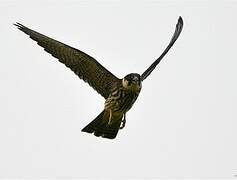 Eurasian Hobby