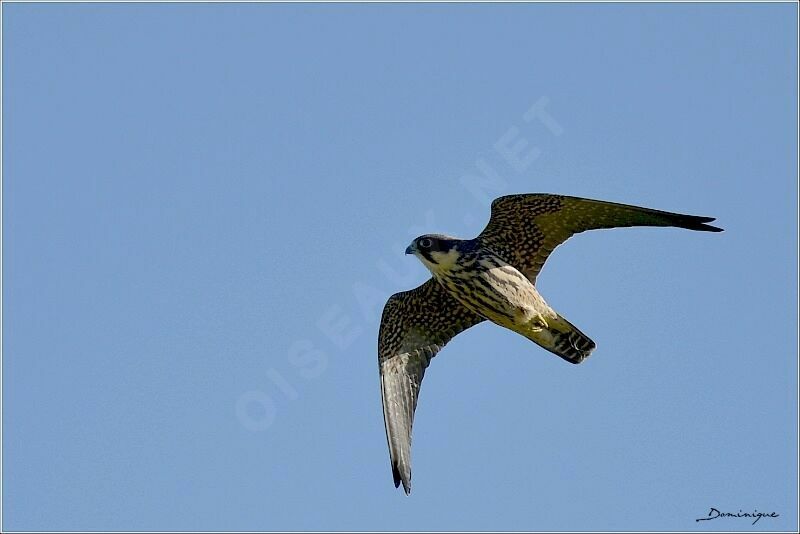 Eurasian Hobby