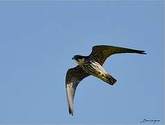 Eurasian Hobby