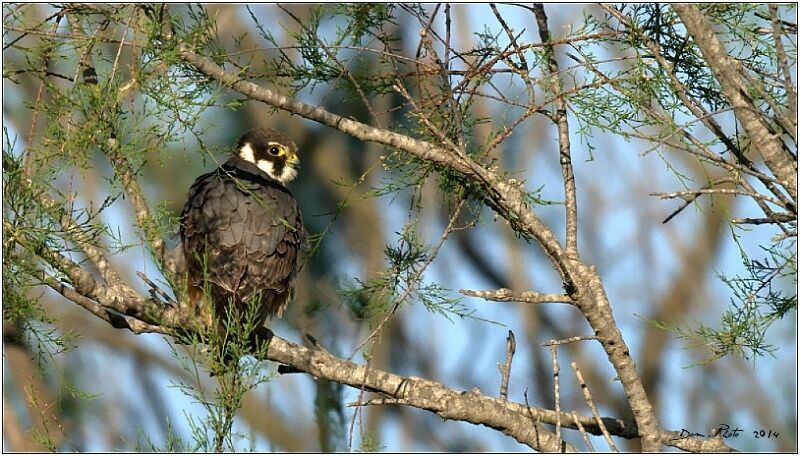 Eurasian Hobby