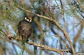 Eurasian Hobby