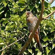 Red-footed Falcon