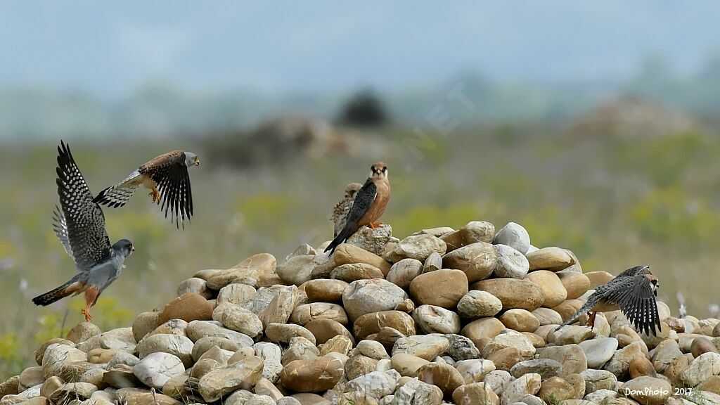 Red-footed Falcon