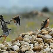 Red-footed Falcon