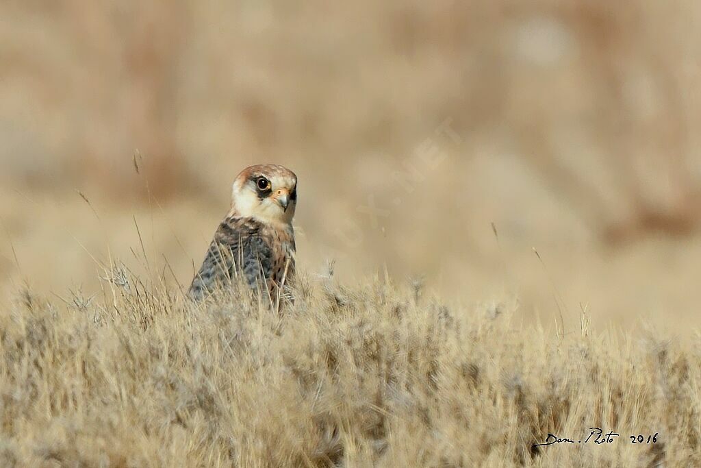 Red-footed Falcon