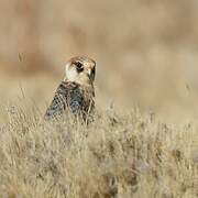 Red-footed Falcon