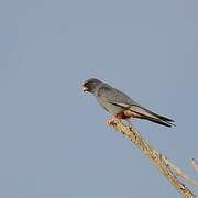 Red-footed Falcon