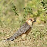 Red-footed Falcon