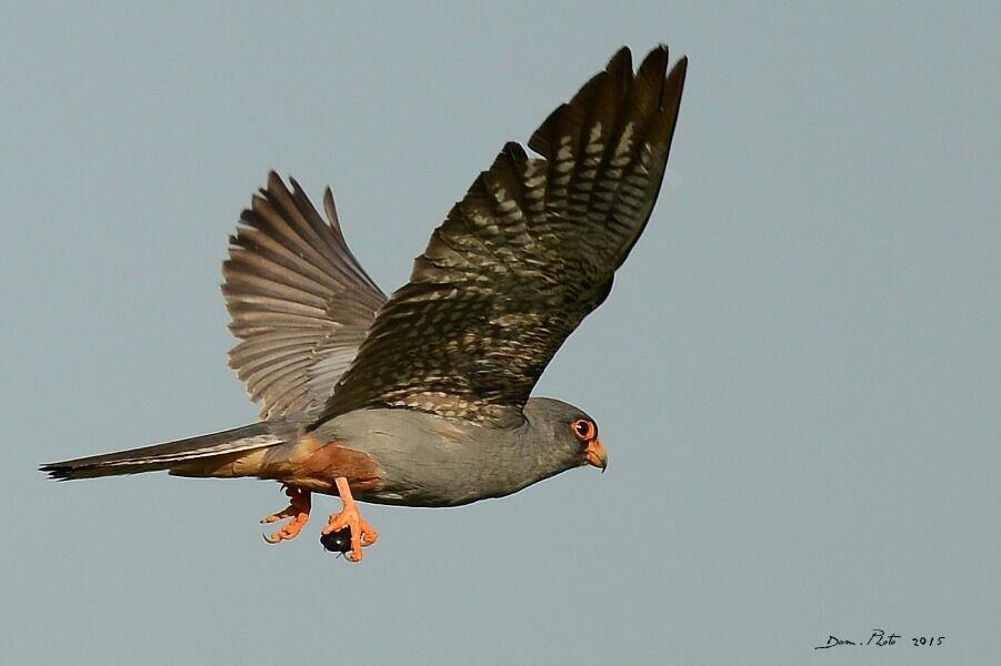 Red-footed Falcon