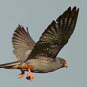 Red-footed Falcon