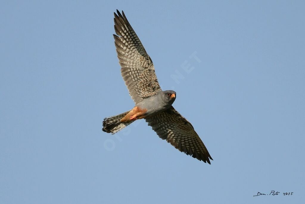 Red-footed Falcon