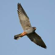 Red-footed Falcon