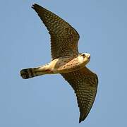 Red-footed Falcon