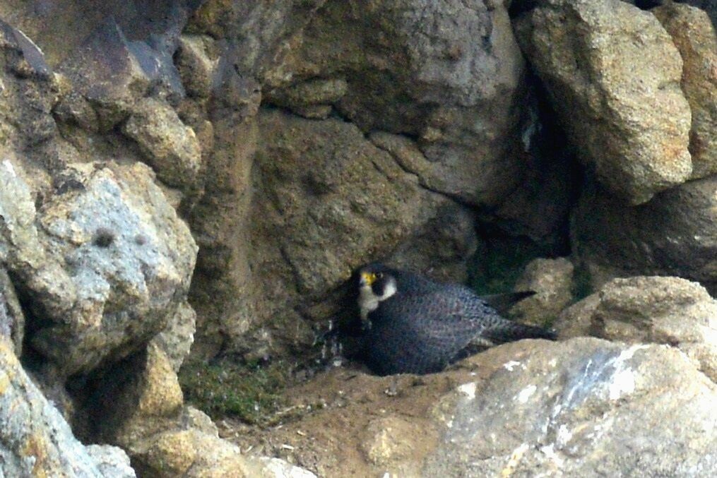 Peregrine Falcon