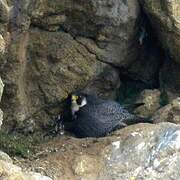 Peregrine Falcon