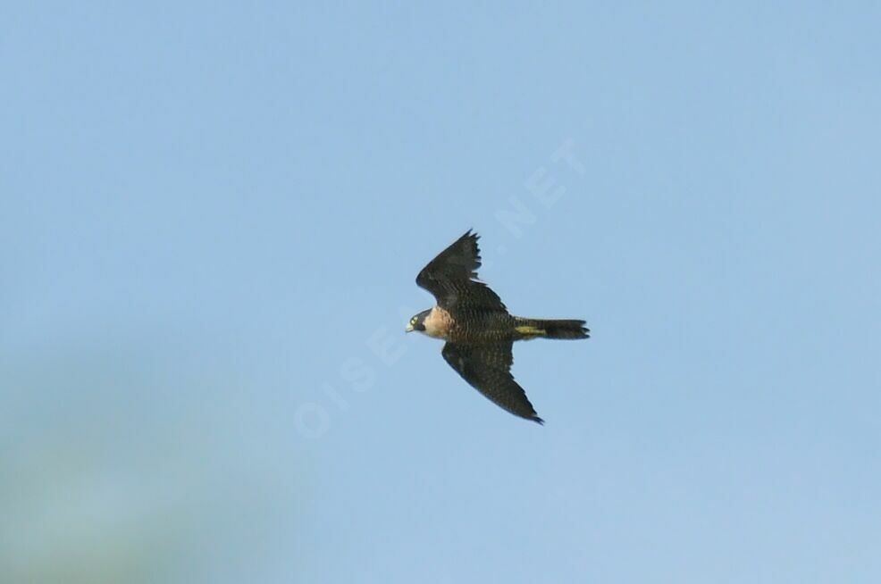 Peregrine Falcon