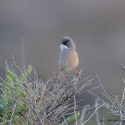 Spectacled Warbler